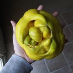 Mutant Lemon