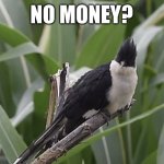 No money? | NO MONEY? | image tagged in staring cuckoo,money,joke,satire,funny,memes | made w/ Imgflip meme maker