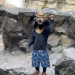 Hangzhou Zoo bear | image tagged in hangzhou zoo bear,china,sun bear,sombrero,huaraches,swim shorts | made w/ Imgflip meme maker