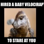 I’ve hired a Baby Velociraptor to stare at you