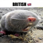 British ??