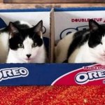 The Oreo Cats