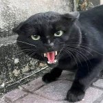 Angry cat