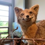 Welp fox template