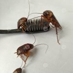 CURSED COCKROACHES ARE BRUSHING THEIR TEETH!