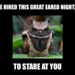 I’ve hired this great eared nightjar to stare at you template