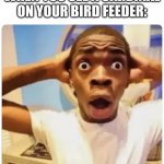 true | WHEN YOU SEE A CARDINAL ON YOUR BIRD FEEDER: | image tagged in black guy suprised,fun,funny,relatable,memes,blank white template | made w/ Imgflip meme maker