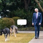 Biden dogs