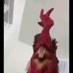 Chicken explaining GIF Template
