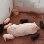 Little pigs running around momma pig GIF Template