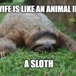 too tired | MY WIFE IS LIKE AN ANIMAL IN BED; A SLOTH | image tagged in sleeping sloth | made w/ Imgflip meme maker