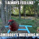 There Ain't No Privacy | I ALWAYS FEEL LIKE; SOMEBODY'S WATCHING ME | image tagged in paranoid finch | made w/ Imgflip meme maker