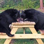 bears at picnic table together