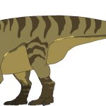 Parasaurolophus (Male)