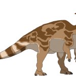 Lambeosaurus (Male)