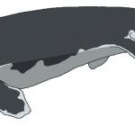 Tylosaurus (Male)