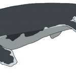 Tylosaurus (Female)