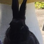 Bunners