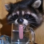 Raccoon drinks water
