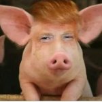 Trump hog template