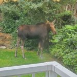 Moose on the Loose