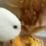 Purplecliffe Funny Moments - Duck eats cat food GIF Template