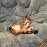 Lounging Kitty template