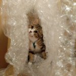 Kitty in Bubble Wrap