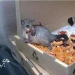 Greedy Possum