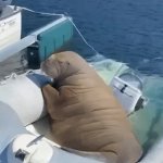 Boat Walruss GIF Template