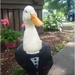 goosey | IF YOUR NAME AINT ON THE LIST
QUACK OFF | image tagged in goosey | made w/ Imgflip meme maker