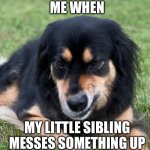 Awkward Grumpy Dog | ME WHEN; MY LITTLE SIBLING MESSES SOMETHING UP | image tagged in grumpy dog | made w/ Imgflip meme maker