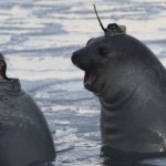 Amazed Seals