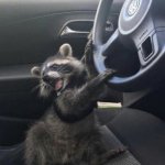 Raccoon driving car