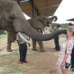 Elephant Trunk vs. Face