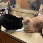 Cats at bathroom sink