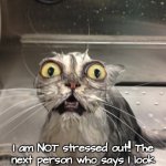 I'M NOT STRESSED!!! | I am NOT stressed out!! The
next person who says I look
stressed out, gets their face 
ripped off!!! UNDERSTAND ???? | image tagged in scared cat,stress,cats | made w/ Imgflip meme maker