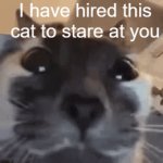 Funny meme | I have hired this cat to stare at you | image tagged in gifs,funny,memes,funny meme,fun,why are you reading the tags | made w/ Imgflip video-to-gif maker