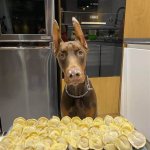 Doberman dumplings