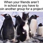 Feels so weird | When your friends aren’t in school so you have to join another group for a project: | image tagged in penguin cat,memes,funny,school | made w/ Imgflip meme maker