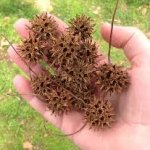 Sweetgum-balls