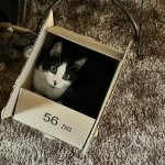 cat in a box