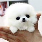 cute white doggie