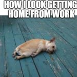sleepy doggo | HOW I LOOK GETTING
 HOME FROM WORK | image tagged in sleepy dog,dog,big dog small dog | made w/ Imgflip meme maker