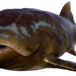 Dunkleosteus (JWE Design)