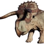Female Nasutoceratops 2