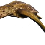 Archelon (JWE Design)