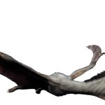 Quetzalcoatlus 4 (JWD Design)