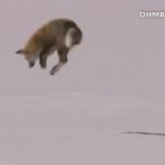 Diving Fox GIF Template