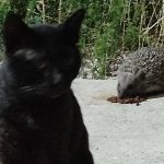 cat hedgehog